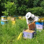 В Рязанской области действуют более 2 тысяч пчеловодческих хозяйств и пасек