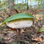 В Рязанской области завтра будет облачно с прояснениями