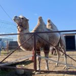В Рязанской области верблюду, который случайно поцарапал ребенка, поставили прививку от бешенства