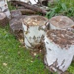 В Рязанской области увеличилось количество случаев незаконной вырубки леса