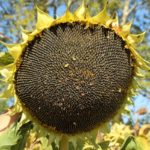 В Рязанской области начали уборку сои, подсолнечника и кукурузы