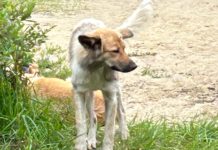Сотрудники службы отлова животных сегодня будут работать на улице Зубковой в Рязани