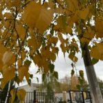 В Рязанской области завтра пройдет небольшой дождь