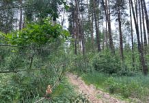 В Рязанской области арендаторы и владельцы лесных участков будут обязаны ликвидировать возгорания, произошедшие на их территории