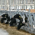 В Рязанской области растет производство молока