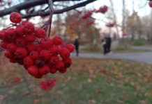 Завтра в Рязанской области будет облачно с прояснениями