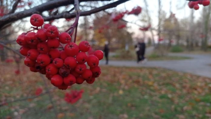 Осень в парке Моской славы