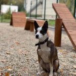 В Рязани открылась современная площадка для выгула собак