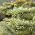 В Рязани готовят к зиме хвойные деревья