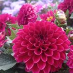 В Рязани подвели итоги конкурса «Цветущий ТОС»