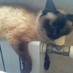 Перерасчет за отопление жителям Рязани произведут автоматически