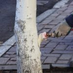 Для защиты от солнца и вредителей