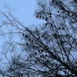 Выбросы сероводорода, более чем в пять раз превышающие норму, зафиксировали в Рязани