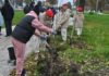 Свыше 18 тысяч саженцев кустарников, хвойных и лиственных деревьев высадили за месяц озеленения в Рязанской области