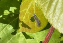 Сократился очаг непарного шелкопряда в Рязанской области