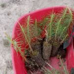 В Рязанской области высажено около 6 миллионов саженцев сосны