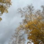 В Рязани зафиксировали выбросы сероводорода