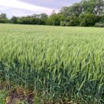 Рязанские ученые-селекционеры вывели новый зимостойкий сорт озимой пшеницы