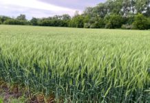 Рязанские ученые-селекционеры вывели новый зимостойкий сорт озимой пшеницы