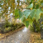 В Рязанской области завтра ожидается до +10°С