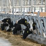 В Рязанской области сохраняется устойчивый рост производства продукции животноводства