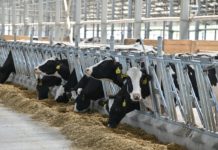 В Рязанской области сохраняется устойчивый рост производства продукции животноводства