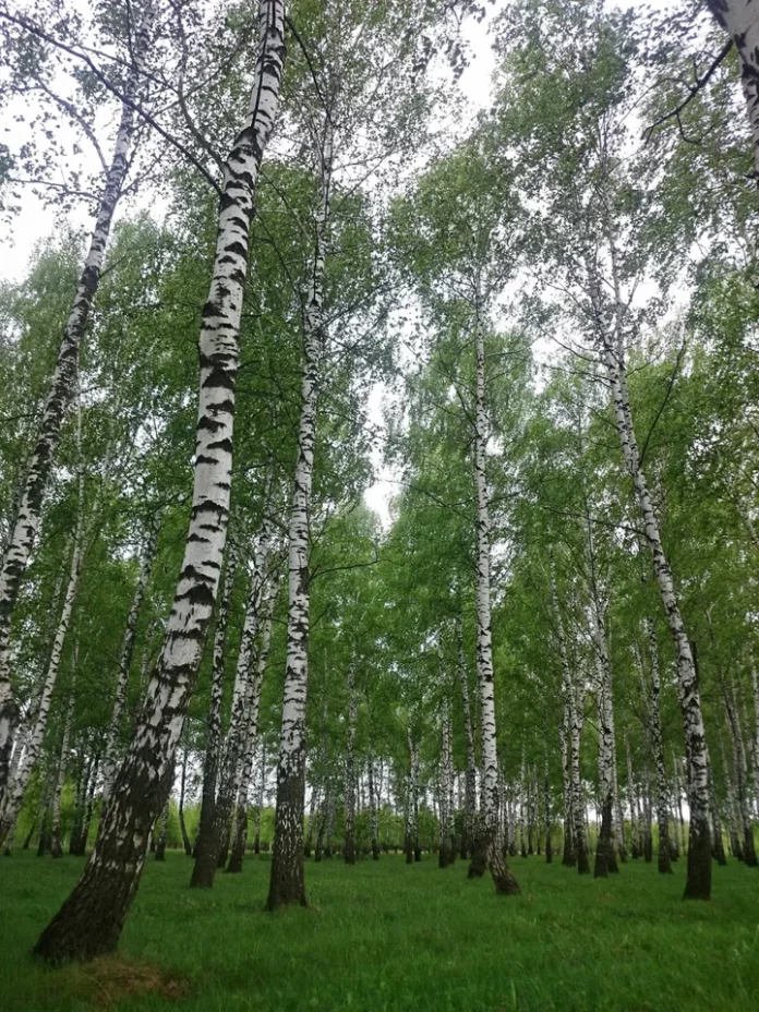 лес Фото Людмилы Ивановой1_2