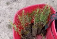 В Рязанской области в рамках акции «Сохраним лес» высадили около 17 000 сеянцев лесных культур