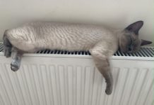 Тепла нет, а плата начисляется