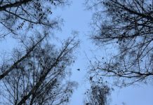 В Рязани зафиксировали выбросы сероводорода