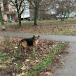 Рязанцы могут сообщать в службу по контролю за безнадзорными животными о бродячих собаках без чипов