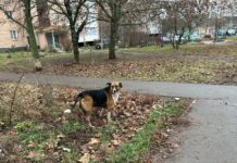 Рязанцы могут сообщать в службу по контролю за безнадзорными животными о бродячих собаках без чипов