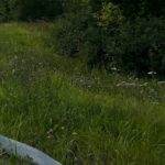 Жителей Рязанской области предупреждают: Владельцев участков, на которых разросся борщевик Сосновского, могут оштрафовать