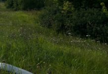 Жителей Рязанской области предупреждают: Владельцев участков, на которых разросся борщевик Сосновского, могут оштрафовать