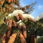 В лесах Рязанской области усиливают меры по охране хвойных деревьев от незаконных рубок