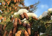 В лесах Рязанской области усиливают меры по охране хвойных деревьев от незаконных рубок