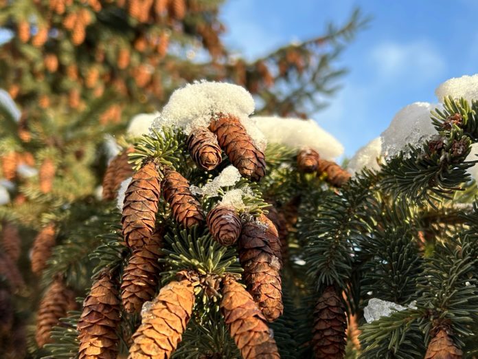 Kjx3xIBYzFQUbBgW-OaPhZ5NnP-KmLZ03oiVp3NX7dT1V0XDOtgYjuh52ZNFlwb5HkWLfz1elMTQdlNmXHGkomDs