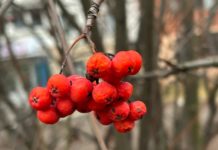 Завтра в Рязанской области ожидается до +3°С