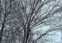 Завтра в Рязанской области ожидается облачная погода без осадков