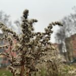 В Рязанской области завтра ожидается небольшой снег