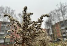 В Рязанской области завтра ожидается небольшой снег