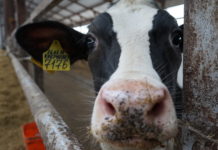 За 11 месяцев этого года животноводы Рязанской области получили 613 тысяч тонн молока