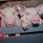 Рязанских племенных свиней поставляют в девять регионов России и в Армению