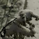 Завтра в Рязанской области ожидается мокрый снег