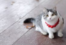 Питомицу Рязанского областного центра народного творчества номинировали на международную премию