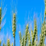 Павел Малков: Продолжаем поддерживать сельхозпредприятия и фермеров на всех этапах – от посевной до уборки