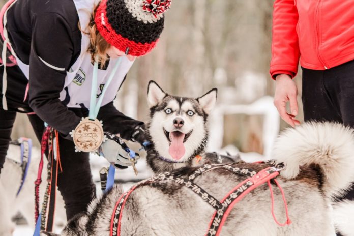 Ездовые собаки
