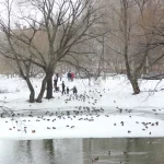 Толщина льда на водоемах Рязанской области варьируется от 4 до 18 сантиметров