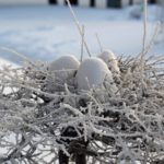 6 февраля 2026