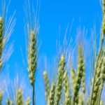 По росту посевной площади Рязанская область заняла четвертое место в России